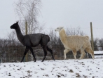 Einweihungsfeier Lamas | 08